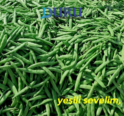 Fasulye